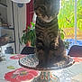 Mugi a rejoint le concours — aidez-le/la à gagner de superbes lots ! cat, table, decorative_dish, indoor, plant, window, sunlight, curtain, chair, tablecloth, flower_pattern, furniture, home, pet, blurry, shadow, daylight, interior, houseplant, background