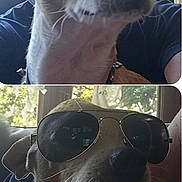 Lucky is registered to the contest to win money with this photo: dog, sunglasses, indoor, pet, canine, window, reflection, portrait, closeup, animal, cool, fashion, accessory, collar, whiskers, light, shadow, brown, cute, companion
