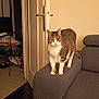 Boobsy participe au concours pour gagner de l'argent avec cette photo : animal, armrest, cat, couch, curious, domestic, door, ears, eyes, floor, fur, furniture, gray, indoor, living_room, looking, pet, standing, tabby_cat, whiskers