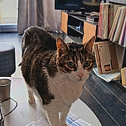 Boobsy participe au concours pour gagner de l'argent avec cette photo : bookshelf, cat, cozy, cup, curious, curtains, domestic, floor, furniture, hat, indoor, living_room, papers, pet, tabby_cat, table, television, tube, white_paws, window