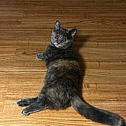 Misty is registered to the contest to win money with this photo: cat, gray_cat, yellow_eyes, wooden_floor, flooring, pet, animal, feline, domestic_cat, fur, tail, relaxed, looking_back, indoor, mammal, whiskers, ears, paws, cute, cozy