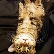 Jumper a rejoint le concours — aidez-le/la à gagner de superbes lots ! cat, tabby, upside_down, lying, whiskers, green_eyes, fur, pet, animal, domestic, cute, playful, black_blanket, floor, indoor, relaxed, curious, feline, mammal, portrait
