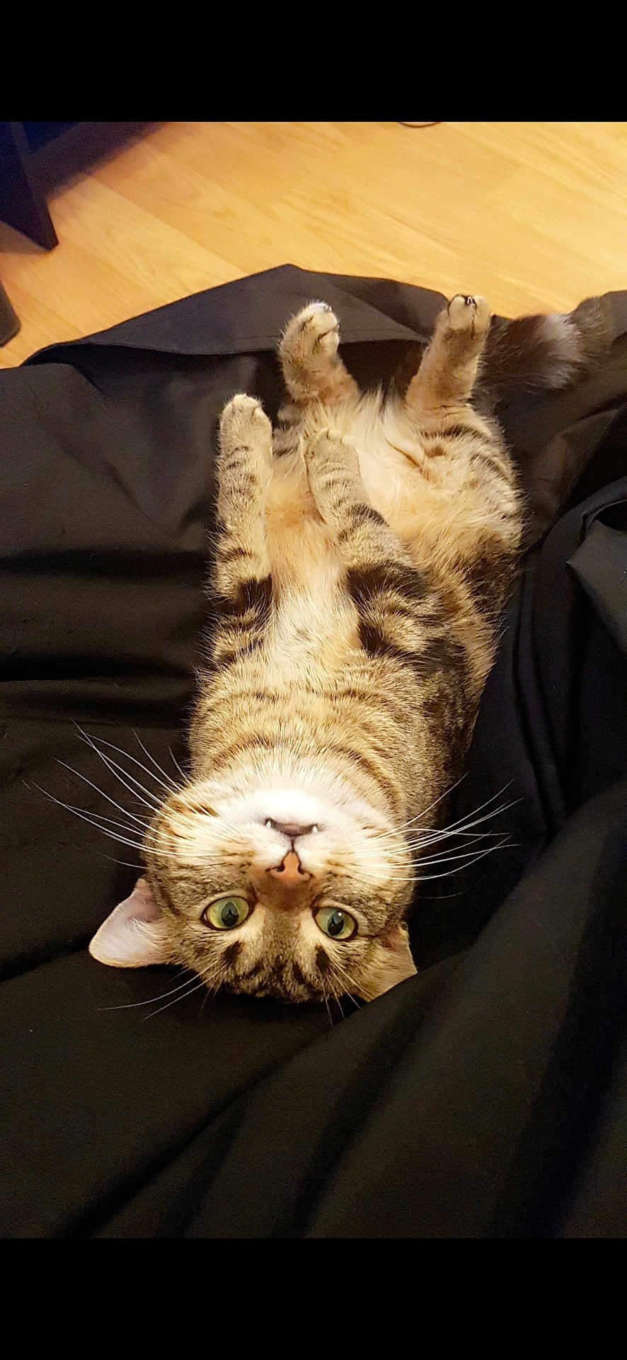 Jumper a rejoint le concours — aidez-le/la à gagner de superbes lots ! cat, tabby, upside_down, lying, whiskers, green_eyes, fur, pet, animal, domestic, cute, playful, black_blanket, floor, indoor, relaxed, curious, feline, mammal, portrait