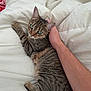 Ouna participe au concours pour gagner de l'argent avec cette photo : cat, tabby_cat, pet, bed, comforter, human_arm, indoor, relaxing, feline, striped, fur, whiskers, claws, paw, ears, eyes, resting, cozy, sleepy, companion