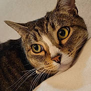 Jemma is registered to the contest to win money with this photo: cat, tabby, close_up, yellow_eyes, whiskers, fur, pet, animal, domestic_cat, face, lying_down, soft_texture, cozy, indoor, portrait, cute, feline, relaxed, sleepy, mammal
