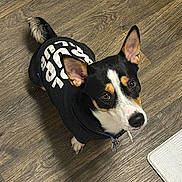 Azul joined the competition — help win amazing prizes! alert, animal, black_hoodie, canine, collar, companion, curious, cute, dog, domestic, ears_up, fur, indoor, looking_up, pet, small_dog, tail, tricolor, white_paw, wooden_floor