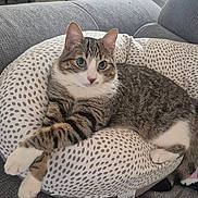 Doudoupops a rejoint le concours — aidez-le/la à gagner de superbes lots ! animal, cat, chair, comfort, couch, cozy, cushion, domestic, feline, fur, gray, indoor, living_room, pet, relaxed, resting, soft, striped, tabby_cat, window