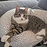 animal, cat, chair, comfort, couch, cozy, cushion, domestic, feline, fur, gray, indoor, living_room, pet, relaxed, resting, soft, striped, tabby_cat, window