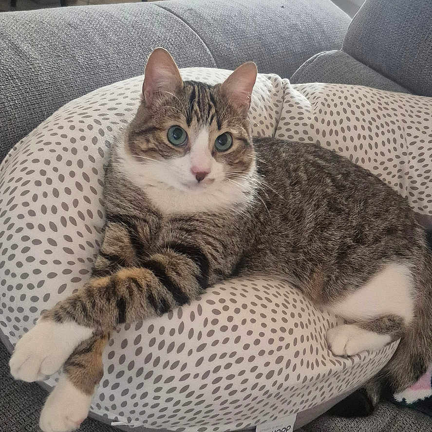Doudoupops a rejoint le concours — aidez-le/la à gagner de superbes lots ! animal, cat, chair, comfort, couch, cozy, cushion, domestic, feline, fur, gray, indoor, living_room, pet, relaxed, resting, soft, striped, tabby_cat, window