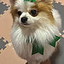 dog, pomeranian, fluffy, bow, green_bow, ribbon, pet, indoor, floor_mats, lap, small_dog, cute, fur, animal, companion, attention, sitting, portrait, toy_dog, domestic_animal