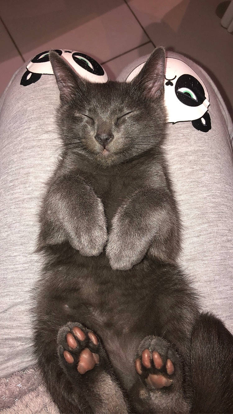 Aka participe au concours pour gagner de l'argent avec cette photo : black, black_cat, carnivore, cat, claw, comfort, domestic_short_haired_cat, felidae, gesture, grey, monochrome, monochrome_photography, paw, small_to_medium_sized_cats, snapshot, snout, style, tail, whiskers, white