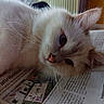 cat, white_cat, blue_eyes, close_up, fluffy, pet, animal, relaxed, newspaper, indoor, fur, whiskers, pink_nose, portrait, cute, domestic_animal, laying_down, curious, soft_light, cozy