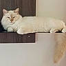 animal, cat, cozy, cream_colored, cute, domestic_animal, feline, fluffy, fur, home, indoor, lounging, paw, pet, quiet, relaxed, resting, tail, whiskers, wooden_shelf