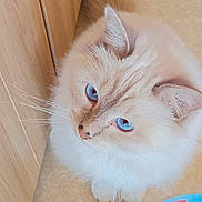 Utal participe au concours pour gagner de l'argent avec cette photo : cat, blue_eyes, fluffy, whiskers, indoor, wooden_surface, close_up, pet, feline, soft_fur, cute, animal, looking_up, domestic_cat, mammal, portrait, light_brown, beige, cozy, curious