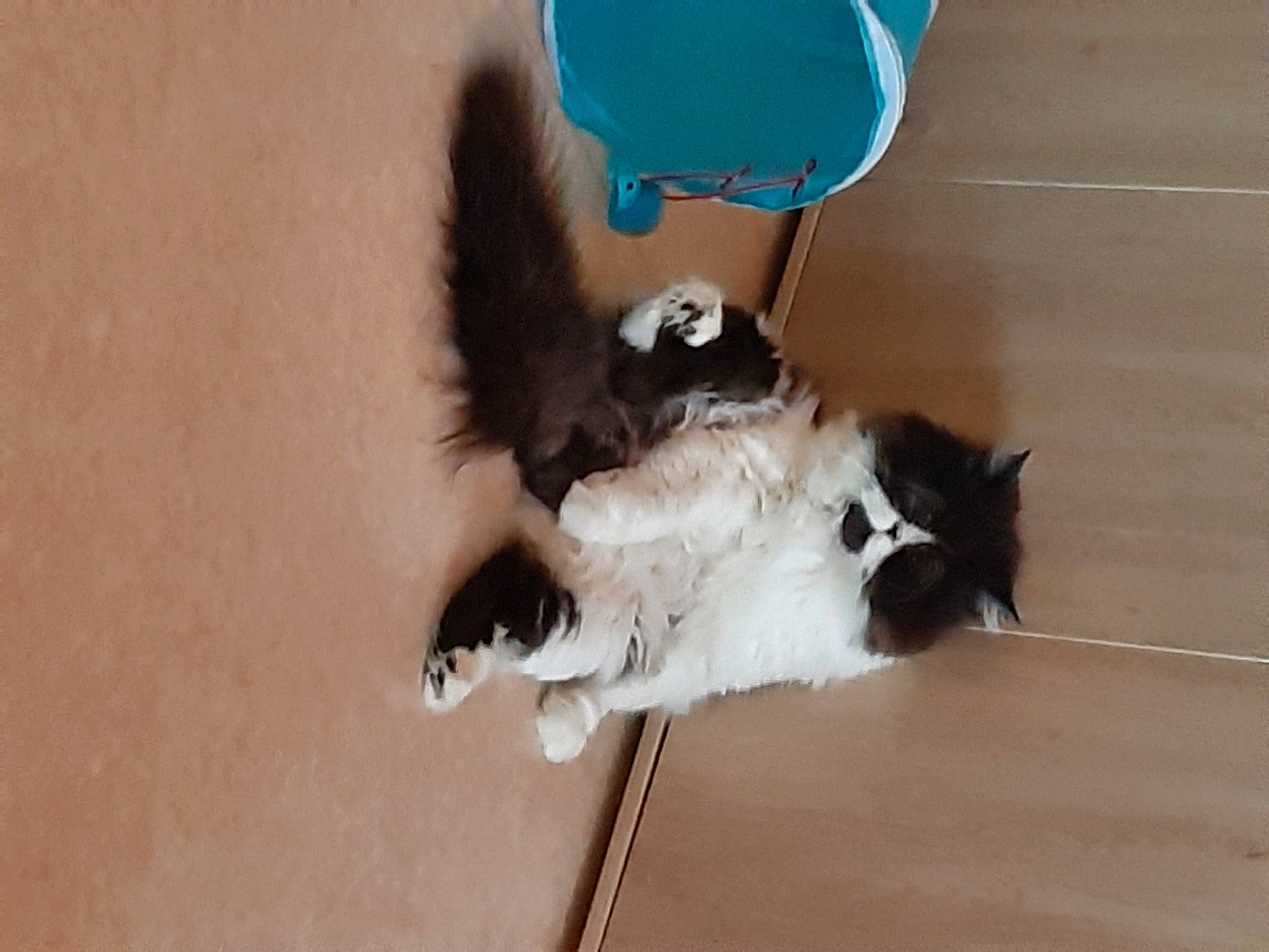 Tyler a rejoint le concours — aidez-le/la à gagner de superbes lots ! canidae, carnivore, cat, domestic_long_haired_cat, felidae, fur, ragamuffin, small_to_medium_sized_cats, tail, whiskers