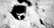 Tyler participe au concours pour gagner de l'argent avec cette photo : bed_sheet, black, black_and_white, carnivore, cat, felidae, fur, kitten, monochrome, monochrome_photography, paw, photography, small_to_medium_sized_cats, style, whiskers, white