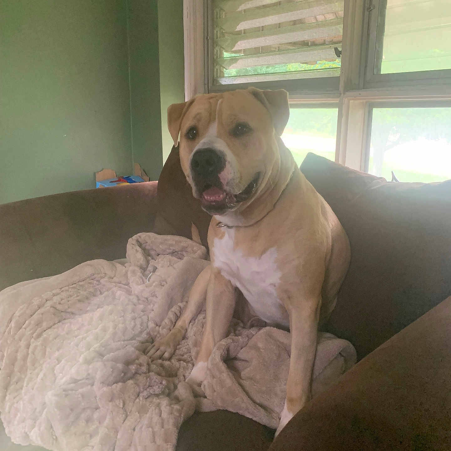Max joined the competition — help win amazing prizes! animal, blanket, canine, companion, couch, cozy, dog, domestic, furniture, green_wall, happy, home, indoor, light, natural_light, pet, pitbull, resting, seated, window