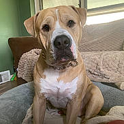 Max is registered to the contest to win money with this photo: dog, pet, animal, indoor, brown_couch, blanket, plush_bed, green_wall, window, natural_light, floor, collar, seated, looking_at_camera, muzzle, ears, fur, snout, domestic, cozy