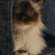 Frosty a rejoint le concours — aidez-le/la à gagner de superbes lots ! cat, kitten, fluffy, long_hair, pet, indoor, cat_tree, fur, blue_eyes, paw, portrait, close_up, cute, whiskers, fur_texture, peekaboo, curious, cozy, soft, sitting