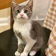Winter is registered to the contest to win money with this photo: kitten, cat, gray_and_white, sitting, chair, whiskers, pink_nose, curious, indoor, cute, feline, pet, domestic_animal, soft_focus, cozy, cushion, checkered_pattern, young_cat, animal_portrait, fur