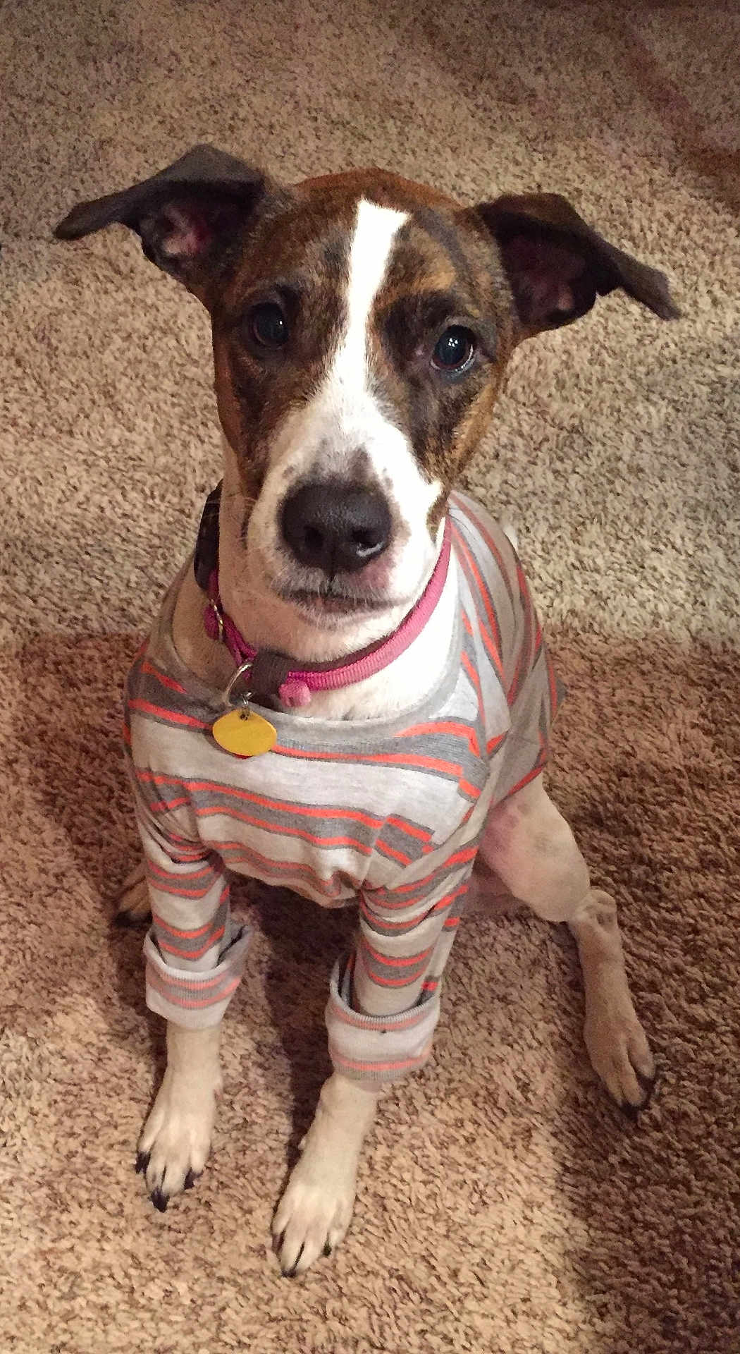 Angel is registered to the contest to win money with this photo: dog, pet, striped_shirt, carpet, indoor, attentive, brown_and_white, collar, sitting, cute, animal, domestic_animal, fur, ears, paws, looking_up, canine, friendly, portrait, young_dog