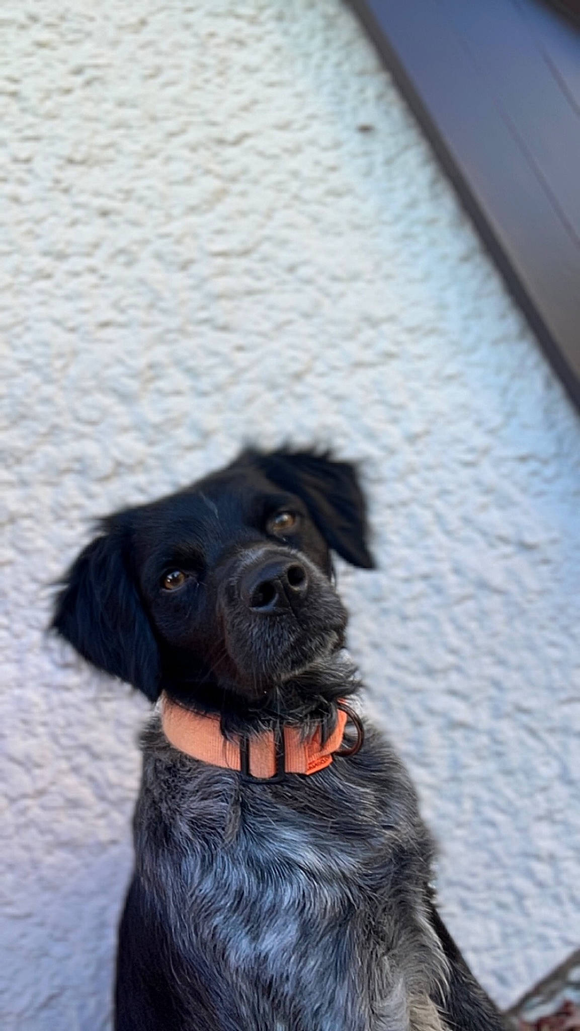 Sako a rejoint le concours — aidez-le/la à gagner de superbes lots ! borador, canidae, carnivore, collar, companion_dog, dog, dog_breed, dog_collar, fur, gun_dog, hunting_dog, liver, retriever, snow, sporting_group, whiskers, winter, working_animal, working_dog