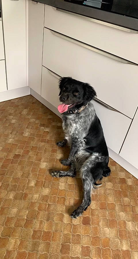 Sako participe au concours pour gagner de l'argent avec cette photo : canidae, carnivore, collar, companion_dog, dog, dog_breed, dog_collar, floor, flooring, fur, hardwood, non_sporting_group, snout, sporting_group, tail, terrier, water_dog, working_animal, working_dog