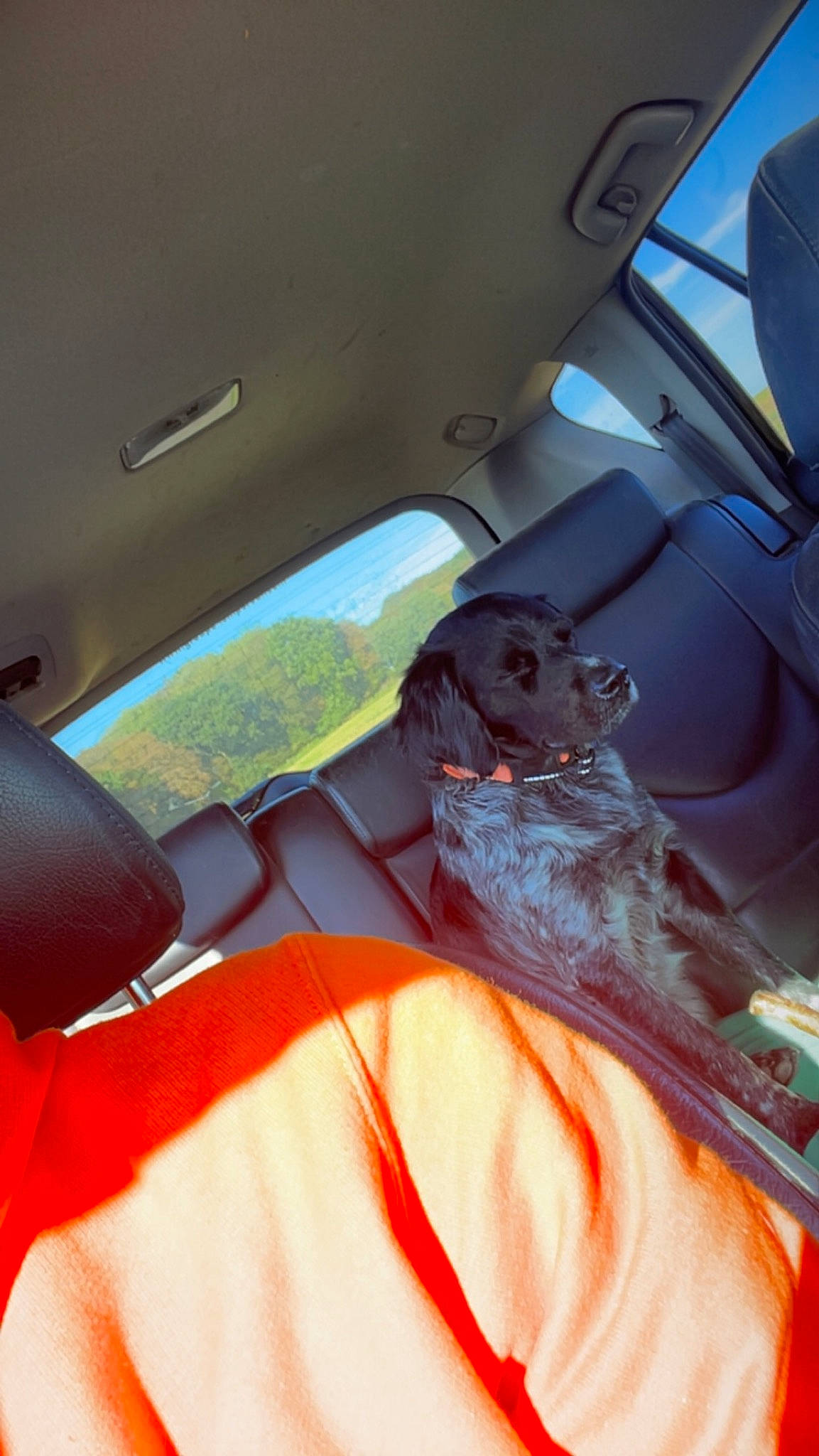 Sako participe au concours pour gagner de l'argent avec cette photo : auto_part, automotive_design, automotive_exterior, automotive_lighting, automotive_mirror, car, car_seat, car_seat_cover, door, fixture, head_restraint, hood, motor_vehicle, personal_luxury_car, seat_belt, steering_wheel, tints_and_shades, vehicle, vehicle_door, window