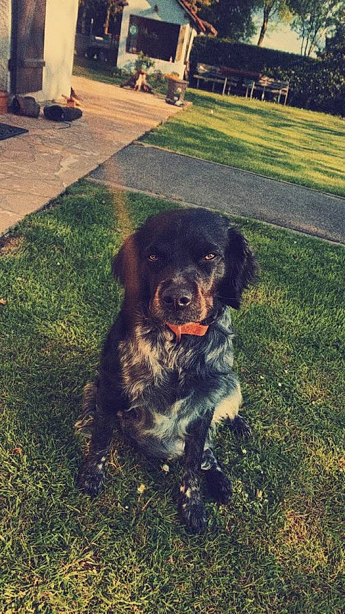 Sako participe au concours pour gagner de l'argent avec cette photo : ball, carnivore, companion_dog, dog, dog_breed, dog_collar, fur, grass, gun_dog, light, morning, plant, soil, spaniel, sporting_group, sunlight, tail, tints_and_shades, working_animal, working_dog