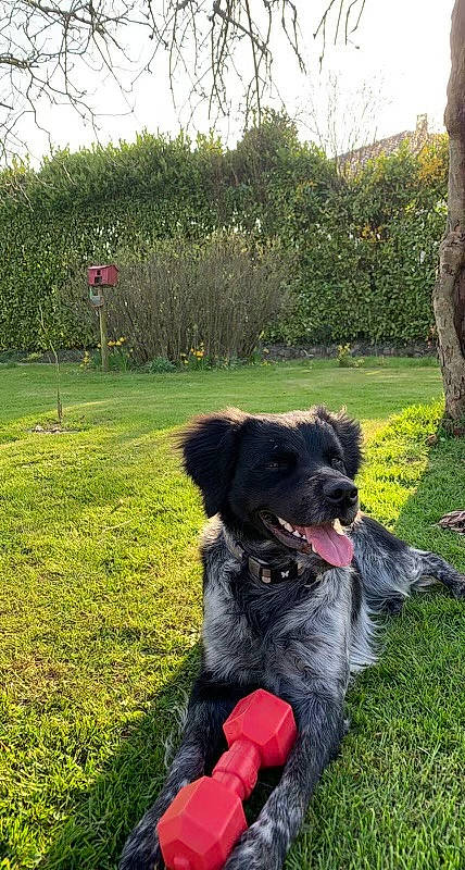 Sako a rejoint le concours — aidez-le/la à gagner de superbes lots ! borador, canidae, carnivore, collar, companion_dog, dog, dog_breed, dog_collar, fur, garden, grass, plant, shrub, sky, sporting_group, terrier, tree, water_dog, working_animal, working_dog