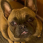 Tader is registered to the contest to win money with this photo: dog, french_bulldog, pet, close_up, brown_fur, indoor, carpet, canine, looking_up, cute, animal, ears, snout, face, tongue, paw, companion, domestic, fur, muzzle