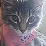 Meap is registered to the contest to win money with this photo: kitten, cat, close_up, pink_clothing, tabby, furry, pet, cute, indoors, young, animal, whiskers, ears, face, soft_texture, cozy, domestic, portrait, feline, curious