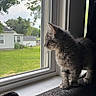Meap joined the competition — help win amazing prizes! kitten, cat, window, mesh_screen, couch, indoor, daylight, greenery, grass, house, curious, pet, fur, young, animal, side_profile, looking_out, soft_light, cozy, domestic