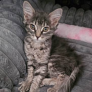 Meap is registered to the contest to win money with this photo: kitten, cat, gray_tabby, fur, pet, animal, cute, sitting, indoor, blanket, soft_texture, curious, young, whiskers, ears, tail, feline, cozy, resting, portrait