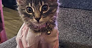 Meap joined the competition — help win amazing prizes! kitten, cat, pet, pink_clothing, couch, indoor, curious, young_animal, feline, domestic, collar, bell, gray_fabric, television, living_room, wood_floor, cute, small, sitting, domestic_animal