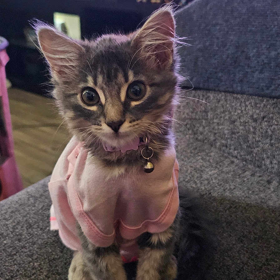 Meap