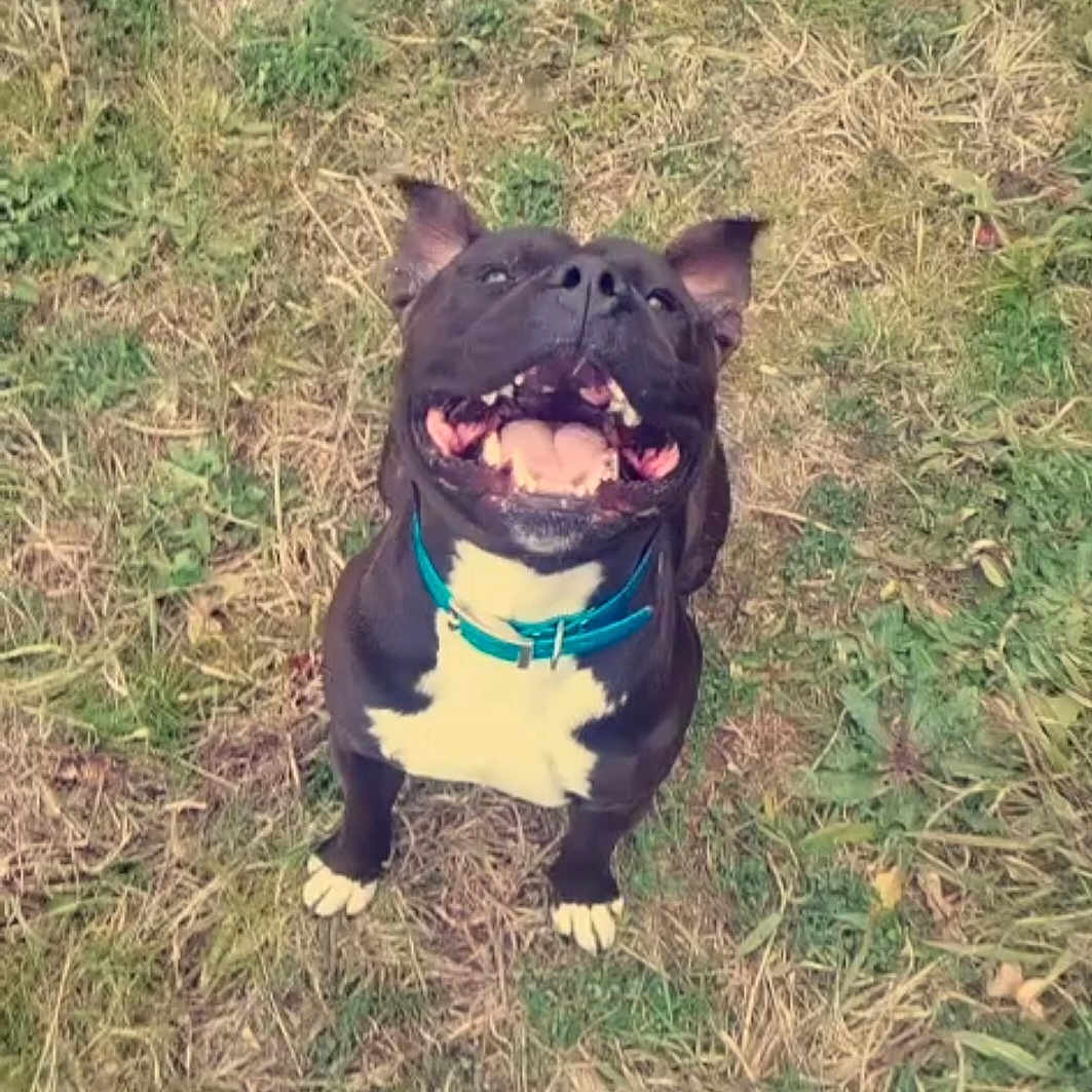 Facom participe au concours pour gagner de l'argent avec cette photo : animal, bostonbull, boxer, bulldog, canine, dog, frenchbulldog, grass, pet, pitbull, plant, pug, puppy