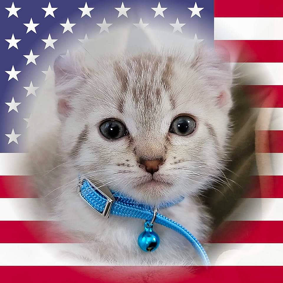 Leo joined the competition — help win amazing prizes! bow_tie, carnivore, cat, electric_blue, event, fashion_accessory, felidae, fictional_character, font, fur, gesture, happy, jewellery, pattern, photo_caption, rectangle, small_to_medium_sized_cats, snout, tie, whiskers