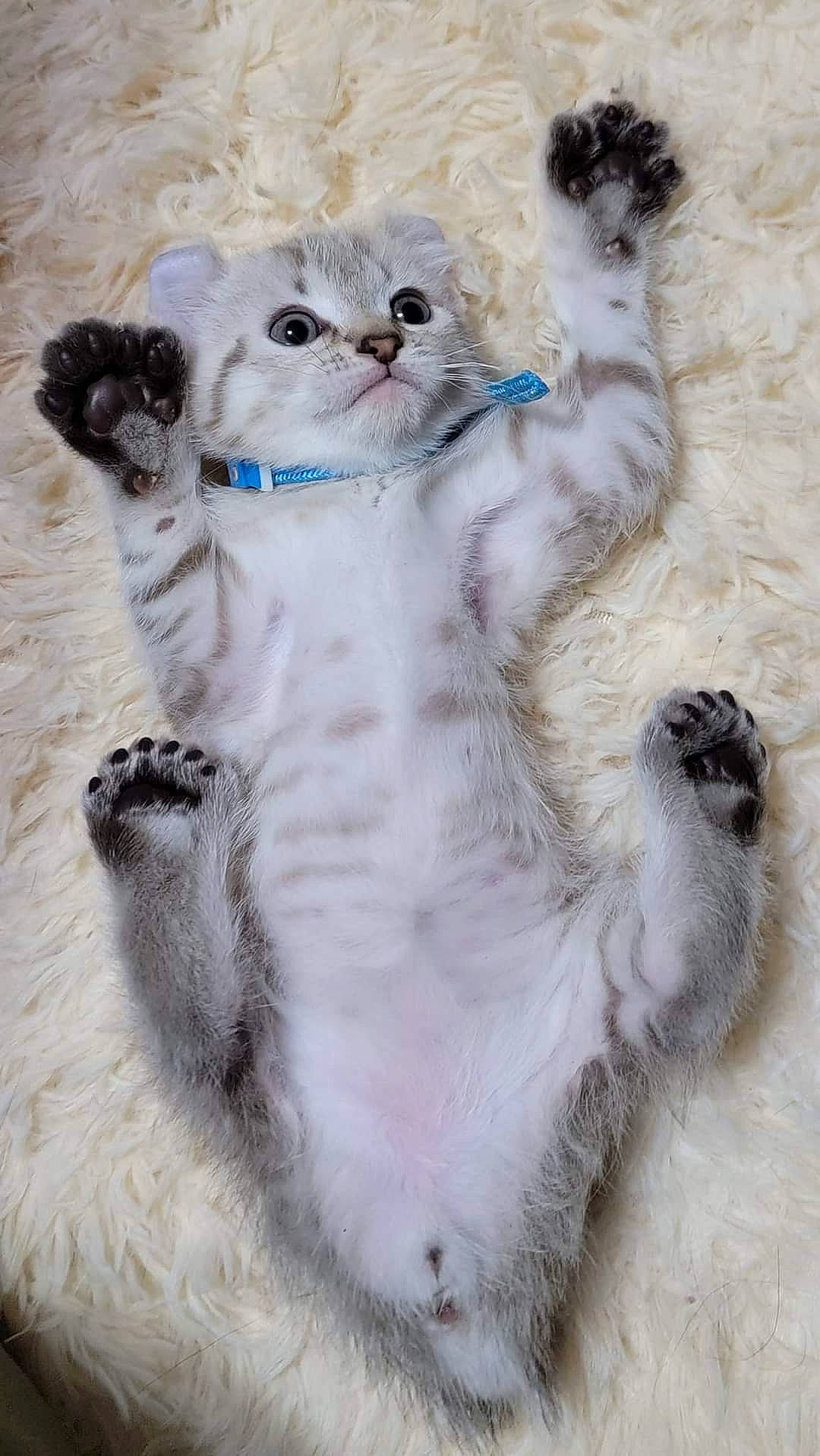 Leo joined the competition — help win amazing prizes! art, carnivore, cat, claw, collar, door, fawn, felidae, fur, paw, photo_caption, russian_blue, small_to_medium_sized_cats, snout, tail, terrestrial_animal, whiskers