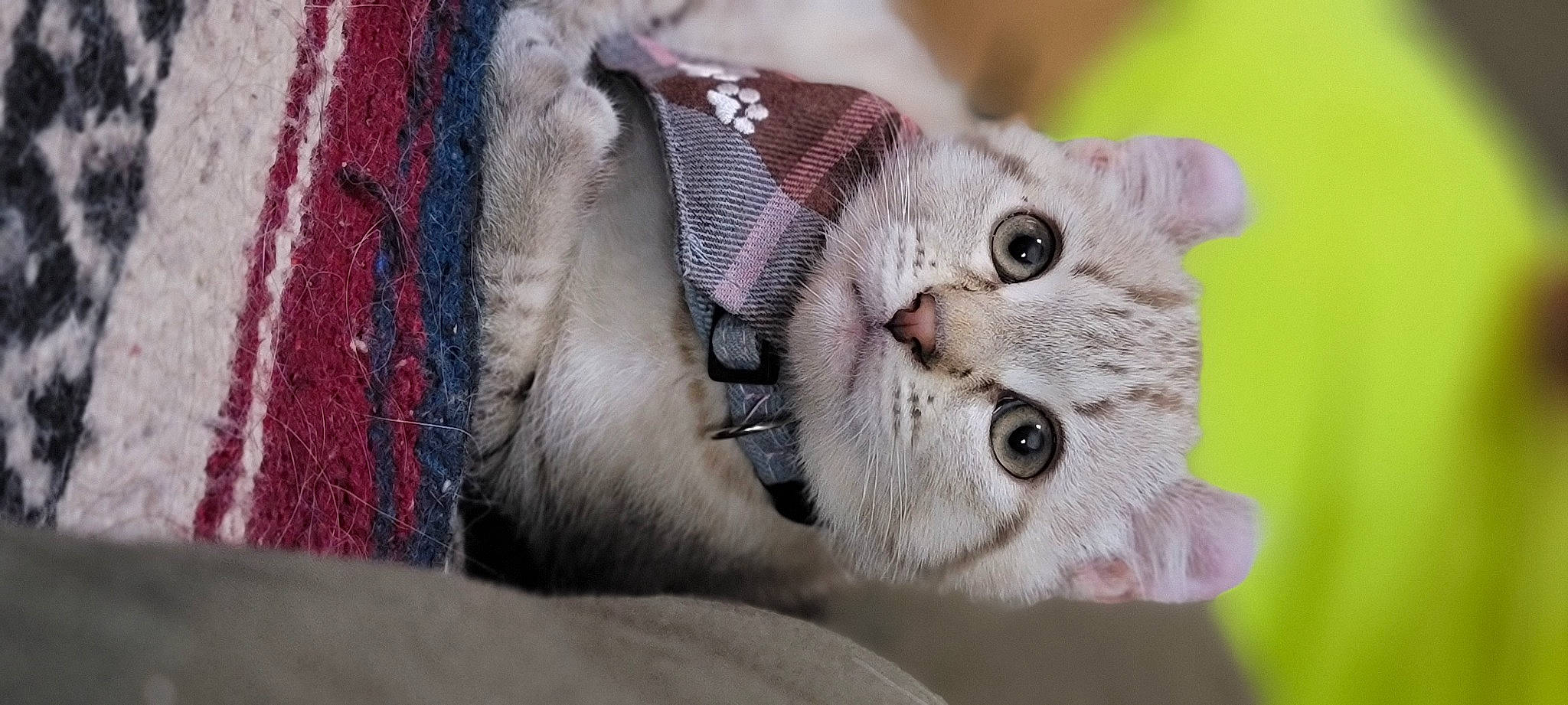 Leo is registered to the contest to win money with this photo: carnivore, cat, claw, close_up, collar, domestic_short_haired_cat, eye, fawn, felidae, fur, glasses, grey, paw, plant, small_to_medium_sized_cats, snout, tail, terrestrial_animal, tree, whiskers