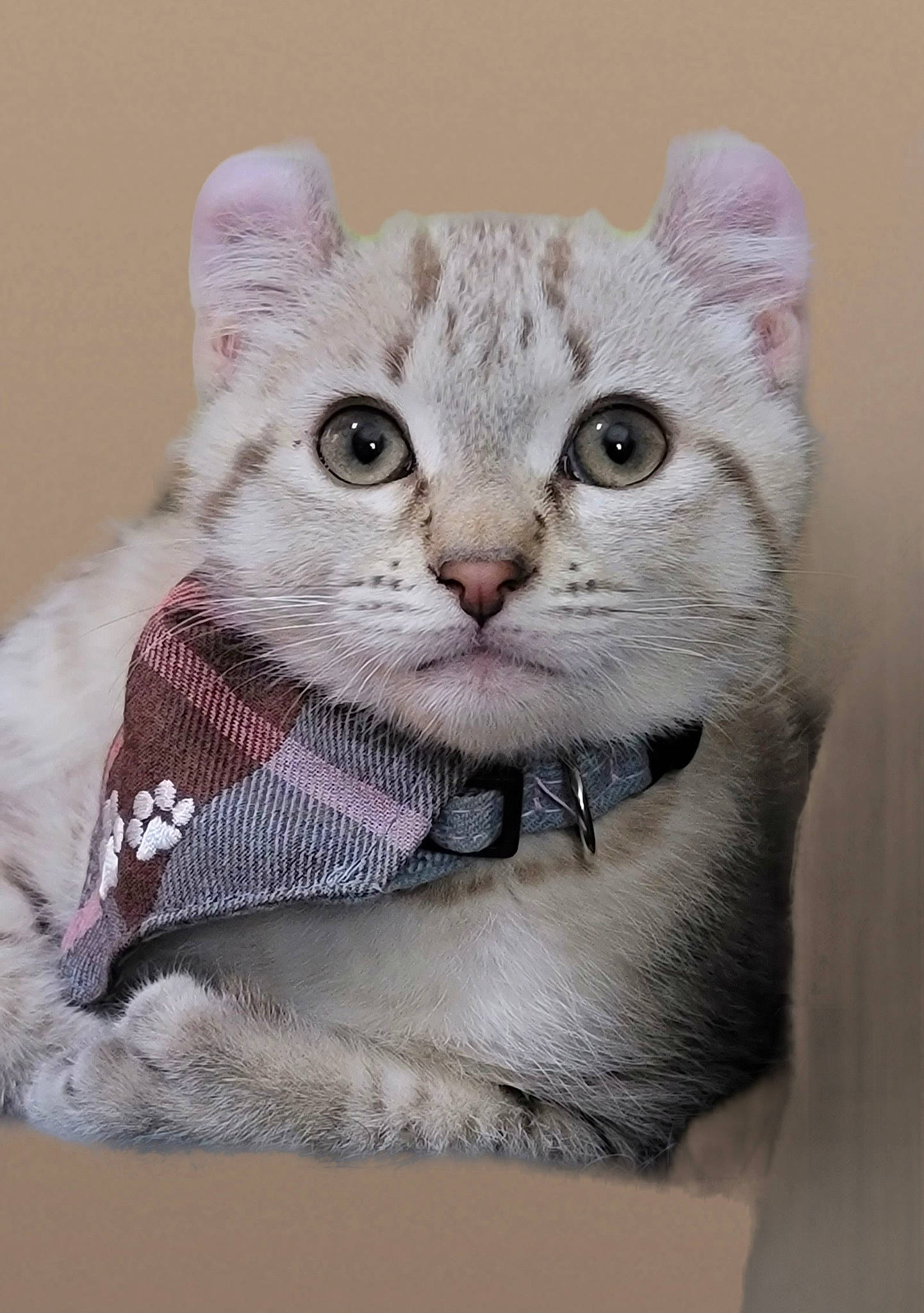 Leo is registered to the contest to win money with this photo: carnivore, cat, domestic_short_haired_cat, fawn, felidae, fur, grey, pattern, paw, photo_caption, small_to_medium_sized_cats, snout, terrestrial_animal, whiskers, window