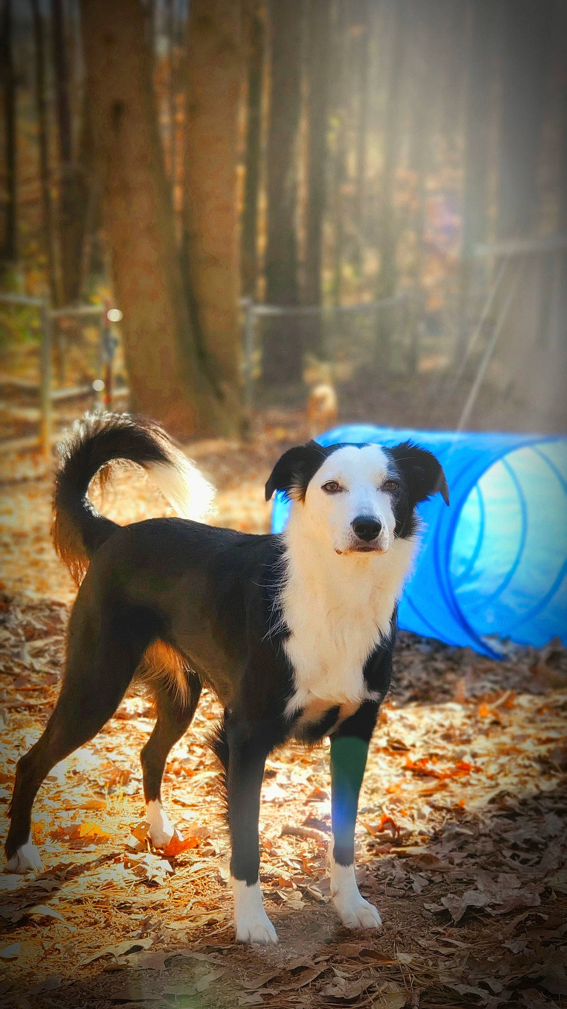 Riley Girl joined the competition — help win amazing prizes! ball, balloon, canidae, carnivore, companion_dog, darkness, dog, dog_breed, fawn, grass, shadow, snout, soil, sporting_group, sunlight, tail, tree, wood, working_animal, working_dog