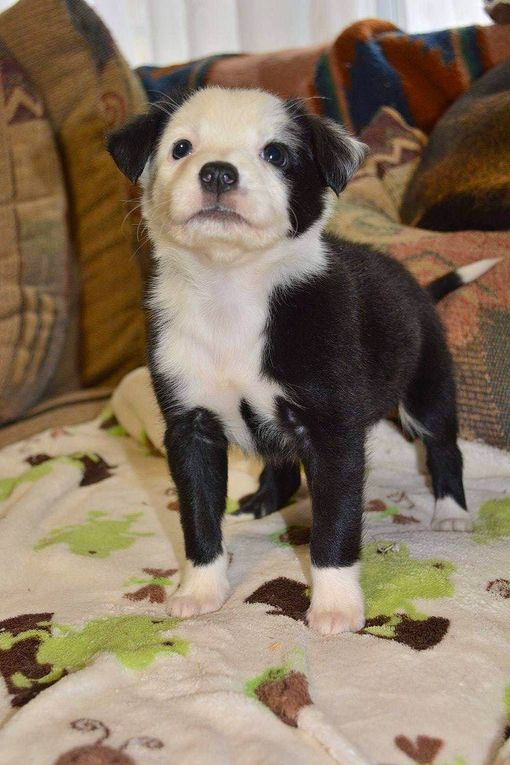 Riley Girl is registered to the contest to win money with this photo: barrel, canidae, carnivore, chair, comfort, companion_dog, couch, dog, dog_breed, fawn, fur, grass, plant, snout, sporting_group, tail, terrestrial_animal, toy_dog, whiskers, working_animal