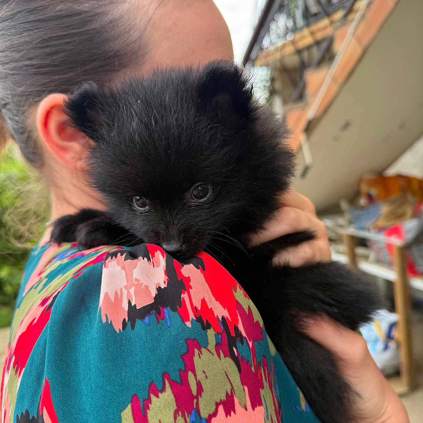 Ava a rejoint le concours — aidez-le/la à gagner de superbes lots ! accessories, adult, animal, blackcat, bodypart, cat, clothing, face, female, finger, hand, head, jewelry, kitten, knitwear, manx, person, pet, sweater, woman