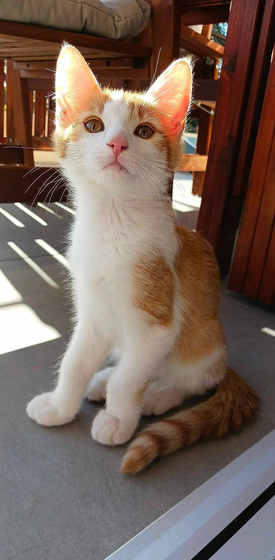 Bill participe au concours pour gagner de l'argent avec cette photo : carnivore, cat, claw, domestic_short_haired_cat, fawn, felidae, flooring, foot, fur, paw, sitting, small_to_medium_sized_cats, snout, tail, whiskers, window, wood