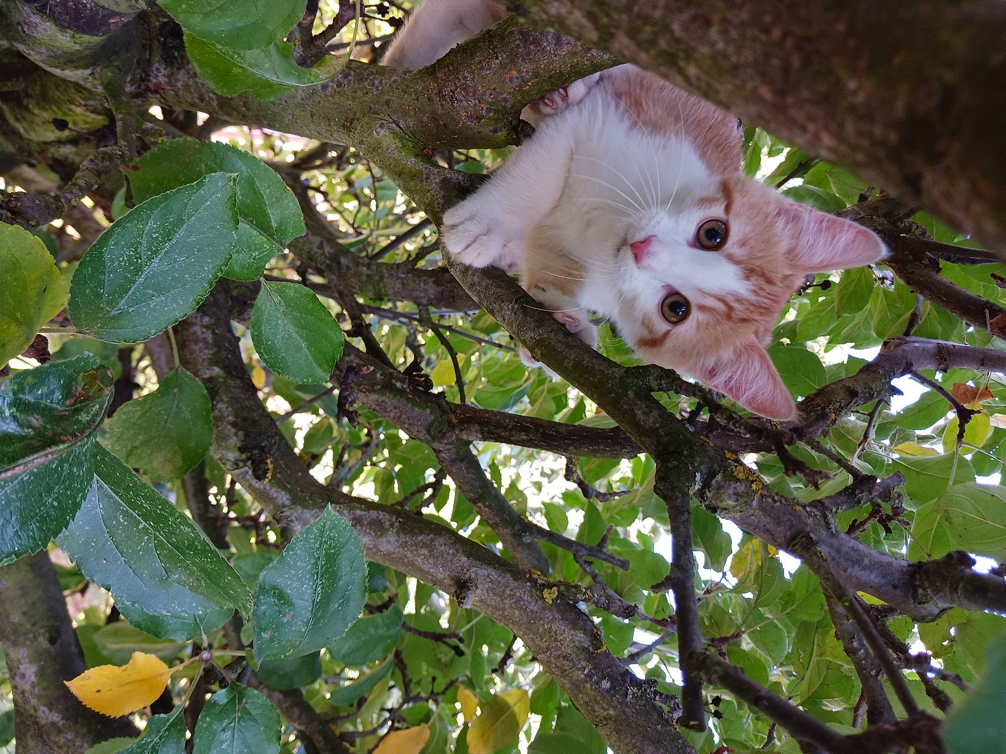 Bill a rejoint le concours — aidez-le/la à gagner de superbes lots ! blossom, carnivore, cat, fawn, felidae, flower, flowering_plant, fur, grass, plant, plant_stem, small_to_medium_sized_cats, tail, terrestrial_animal, tree, trunk, twig, whiskers, wildlife