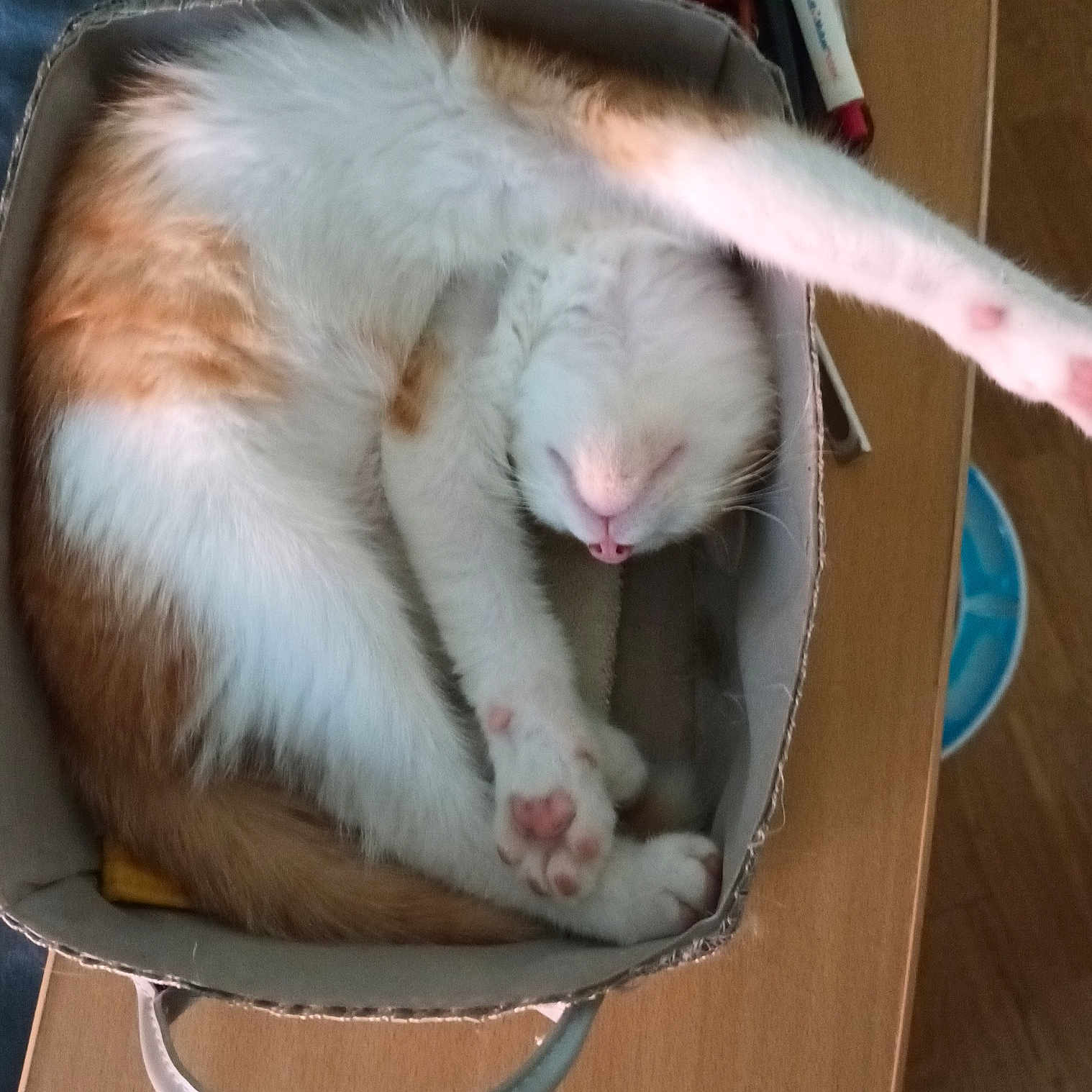 Django participe au concours pour gagner de l'argent avec cette photo : bag, carnivore, cat, chair, claw, comfort, companion_dog, domestic_short_haired_cat, fawn, felidae, foot, fur, nap, paw, pet_supply, small_to_medium_sized_cats, snout, tail, whiskers, wood