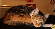Nala participe au concours pour gagner de l'argent avec cette photo : cat, feline, calico, tabby, pet, animal, green_eyes, whiskers, ears, fur, curled_up, lying_down, alert, portrait, indoor, home, bed, black_surface, warm_lighting, close_up