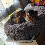 Nala participe au concours pour gagner de l'argent avec cette photo : cat, calico_cat, sleeping, pet, animal, furry, fluffy_bed, cat_bed, indoors, window, curtains, natural_light, relaxed, resting, cozy, cat_food, food_bag, home, portrait, close_up