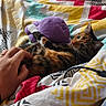 Nala participe au concours pour gagner de l'argent avec cette photo : cat, calico_cat, kitten, pet, animal, plush_toy, purple_toy, bed, bedding, blanket, colorful, patterned, cozy, indoors, home, cuddling, belly_rub, human_hand, glasses, relaxed